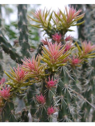 Zylindrischer Feigenkaktus Pinky