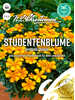 Samen -  Studentenblume Bambino Orange