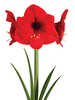 Gewachste Amaryllis Touch of Wax Snow Christmas Red