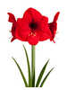 Gewachste Amaryllis Gloss Bordeaux Red - Rote Blte