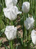 Blumenzwiebeln - Gefranste Tulpe Honeymoon