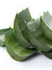 Kbelpflanze - Aloe Vera Sweet