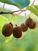 Obstgehölze - Minikiwi Kiwi Berry® Red Jumbo®