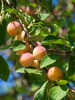 Obstbaum - Mirabelle de Nancy