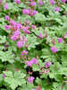 Miniaturbild Nr. 3 zum wechseln des gro�en Produktbildes auf das zweite zus�tzliche Bild