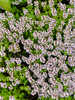 Miniaturbild Nr. 2 zum wechseln des gro�en Produktbildes auf das erste zus�tzliche Bild