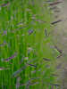 Miniaturbild Nr. 2 zum wechseln des gro�en Produktbildes auf das erste zus�tzliche Bild