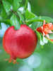 Miniaturbild Nr. 3 zum wechseln des gro�en Produktbildes auf das zweite zus�tzliche Bild