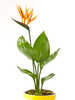 Kübelpflanze - Paradiesvogelblume