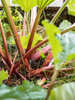 Miniaturbild Nr. 2 zum wechseln des gro�en Produktbildes auf das erste zus�tzliche Bild