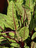 Gemsepflanzen - Sauerampfer rotblttrig