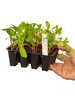 Miniaturbild Nr. 2 zum wechseln des gro�en Produktbildes auf das erste zus�tzliche Bild