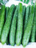 Gemüsepflanzen - Haus- und Freilandgurke Burpless Tasty Green, F1 (unveredelt)