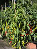 Gemüsepflanzen - Spiral-Chili