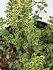 Kruterpflanzen - Zitronenthymian Aureus