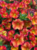 Miniaturbild Nr. 4 zum wechseln des gro�en Produktbildes auf das dritte zus�tzliche Bild