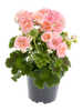 Miniaturbild Nr. 3 zum wechseln des gro�en Produktbildes auf das zweite zus�tzliche Bild