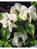 Ziergehlze - Blumenhartriegel Urbiniana