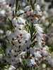 Ziergehlze - Winterblhende Heide White Perfection