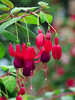 Ziergehlze - Freiland-Fuchsie Riccartonii