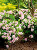Heckenpflanzen - Rhododendron Nugget by Bloombux