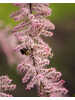 Ziergehlze - Sommer-Tamariske Pink Cascade