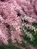 Ziergehlze - Sommer-Tamariske Pink Cascade