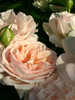 Beetrose Garden of Roses
