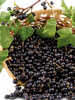 Schwarze Johannisbeere Titania (Stamm)