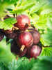 Miniaturbild Nr. 3 zum wechseln des gro�en Produktbildes auf das zweite zus�tzliche Bild
