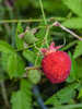 Obstgehölze - Erdbeer-Himbeere Red Beauty