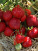 Hummi® Erdbeere Meraldo (immertragend)