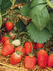 Miniaturbild Nr. 3 zum wechseln des gro�en Produktbildes auf das zweite zus�tzliche Bild