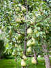 Birnbaum - Zwerg-Birne Garden Pearl