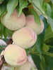 Obstbaum - Pfirsich Ice Peach