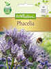 Phacelia