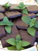 Kruterpflanzen - Schoko-Minze