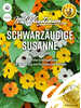 Schwarzugige Susanne Blackeye Mix