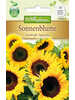 Samen - Sonnenblume Sunbright Supreme