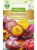 Strohblume Groblumige Mischung