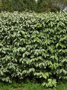 Dekoratives Vorschaubild des Artikels "lweide Compacta" (Bildbeschreibung ist in Arbeit)