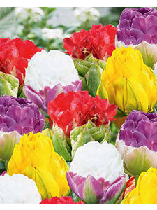 Blumenzwiebeln -  Geflltblhende Tulpen Mischung Candy Love
