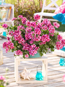 Dekoratives Vorschaubild des Artikels " Hngepelargonie Toscana Nixe" (Bildbeschreibung ist in Arbeit)