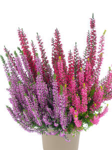 Dekoratives Vorschaubild des Artikels " Knospenheide Gardengirls� Dessert Line Golden Berries" (Bildbeschreibung ist in Arbeit)