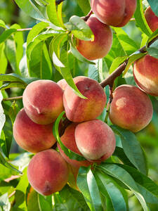 Obstbaum -  Pfirsich Riga