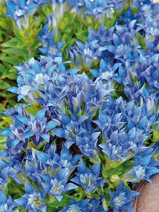 Dekoratives Vorschaubild des Artikels "  Sommerenzian" (Bildbeschreibung ist in Arbeit)