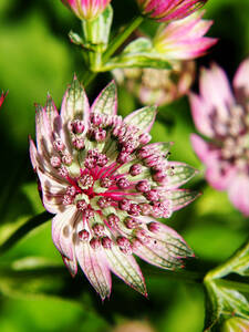 Pflanzen -  Sterndolde Sparkling Stars Pink: (Bildbeschreibung ist in Arbeit)