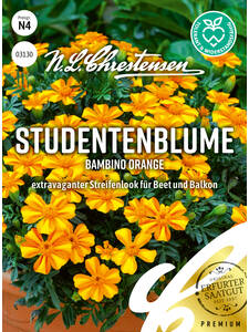 bienenfreundliche -  Studentenblume Bambino Orange: (Bildbeschreibung ist in Arbeit)