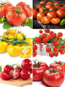 Gemüsepflanzen -   Tomaten-Sortiment