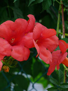 Dekoratives Vorschaubild des Artikels "  Trompetenblume Summer Jazz� Fire Trumpet Vine" (Bildbeschreibung ist in Arbeit)